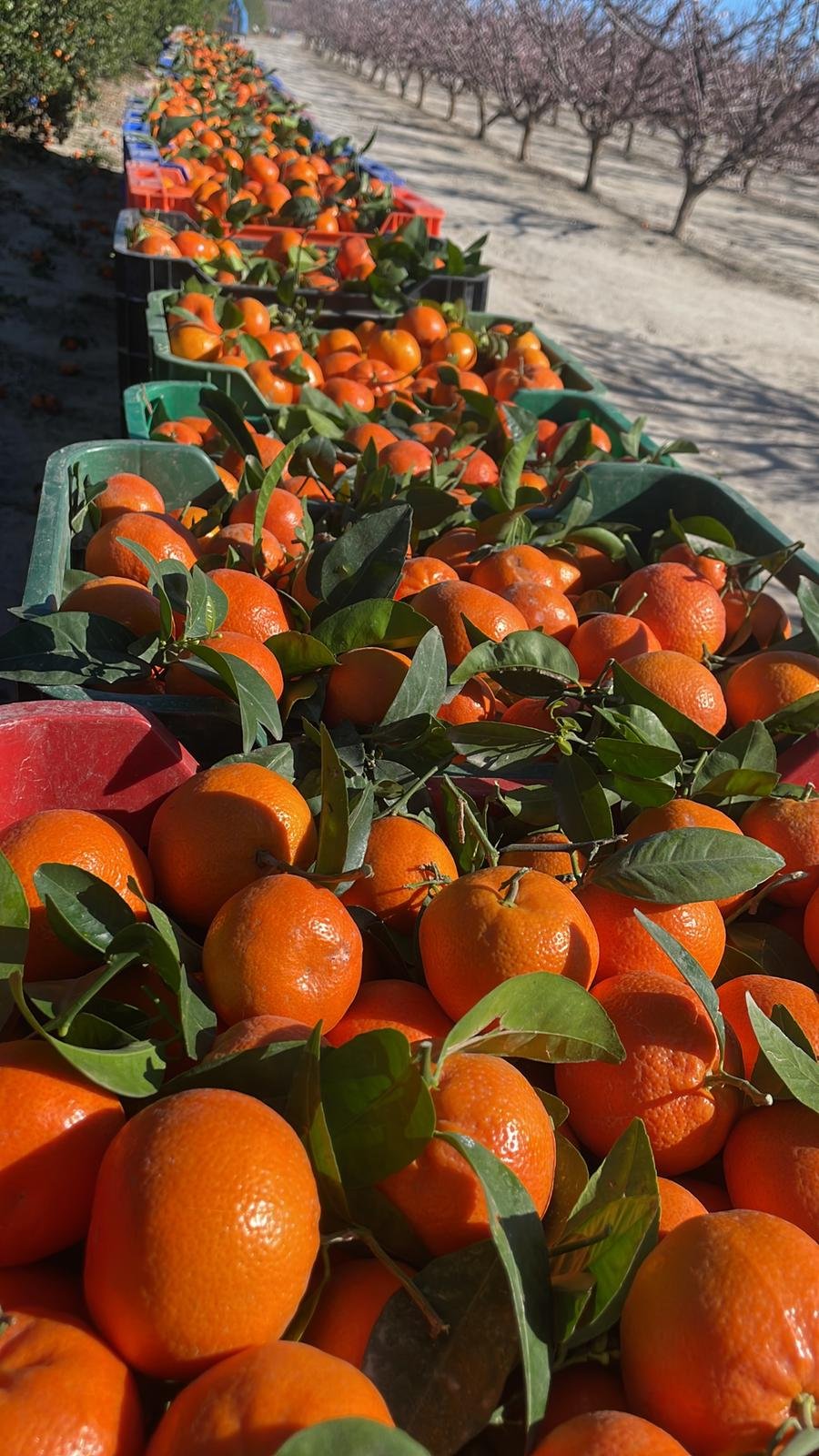 Exportaciones agropecuarias en Oujda – Calidad y confianza desde Marruecos para el mercado internacional. Productos agrícolas frescos, logística eficiente y garantía de excelencia