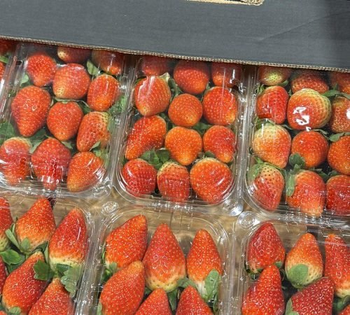 WhatsApp Image 2026-02-13 at 14.50.06