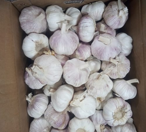 WhatsApp Image 2026-02-13 at 14.50.15