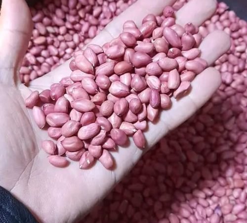 WhatsApp Image 2026-02-13 at 14.50.37