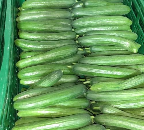 WhatsApp Image 2026-02-13 at 14.52.14