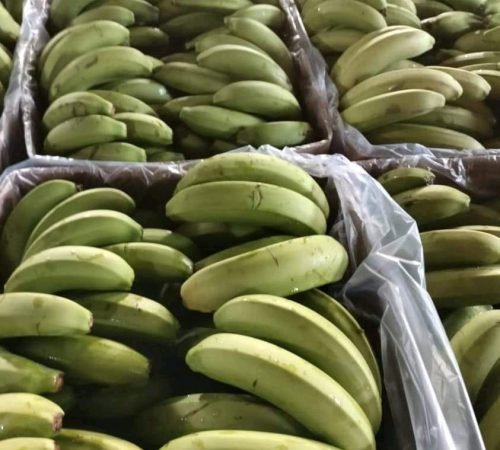 WhatsApp Image 2026-02-13 at 14.52.15 (2)