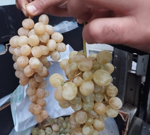 WhatsApp Image 2026-02-13 at 14.52.17 (1)