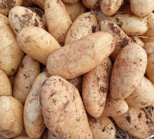 Exportaciones agropecuaria